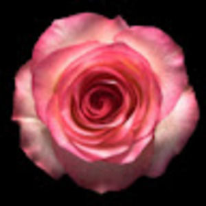 Meet your Posher, Sandy